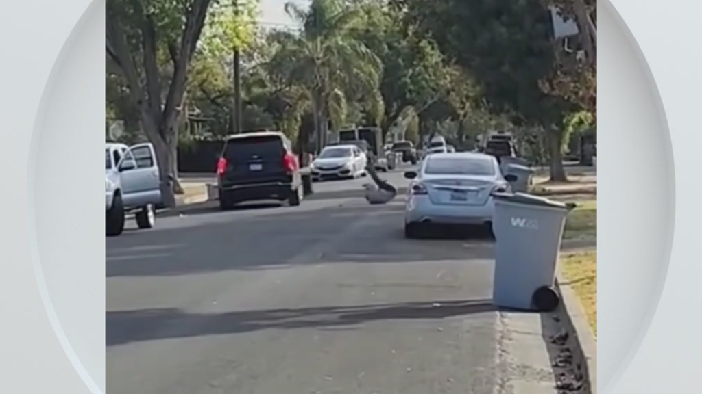 Federal immigration vehicle hits pedestrian in Woodland, police say — CBS Bay Area (KPIX), Danville Health news
