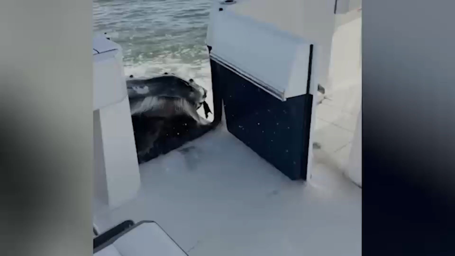 Video captures humpback whale crashing into boat off Long Island
— ABC 7 Bay Area, Danville Community news