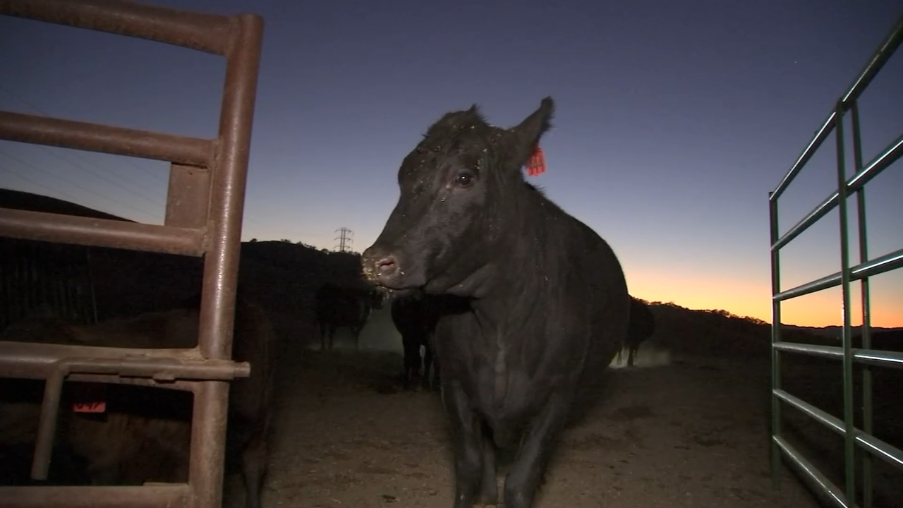 PG&E Public Safety Power Shutoffs leave Bay Area ranchers, residents frustrated
       — ABC 7 Bay Area, Danville Community news