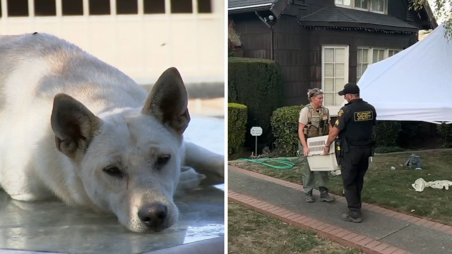 44 dogs removed from Vallejo 'hoarder' home linked to convicted breeder in animal cruelty case
— ABC 7 Bay Area, Danville Real Estate news