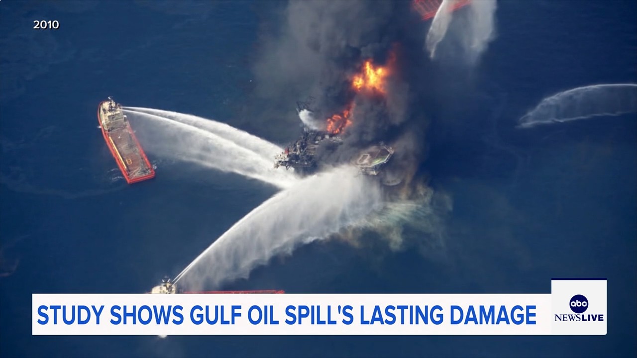 Marine life dramatically declined in Gulf of Mexico in years after BP oil spill, study finds

       — ABC 7 Bay Area, Danville Community news