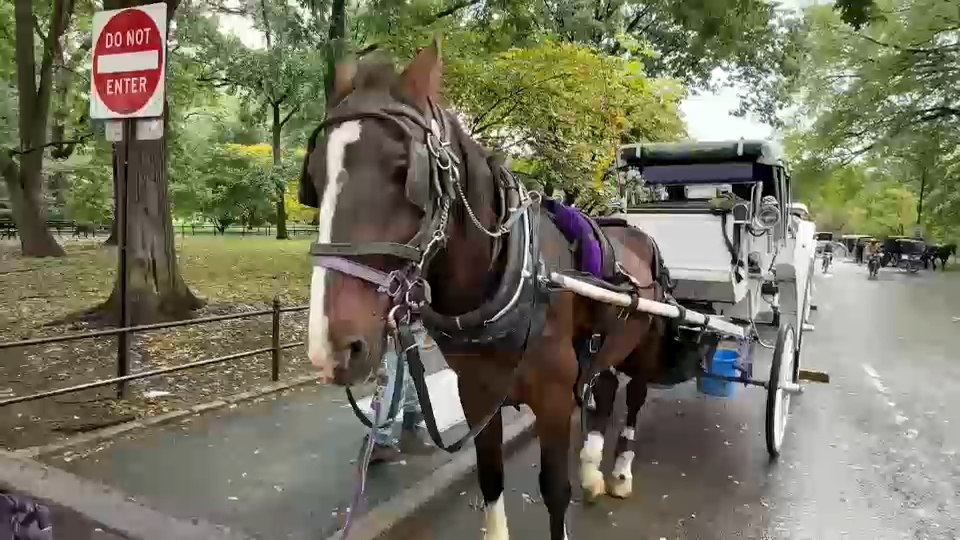 New York City Council passes law to phase out horse-drawn carriages by 2028
       — ABC 7 Bay Area, Danville Government news