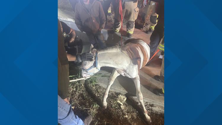 Plano firefighters rescue horse trapped in drainage ditch after escaping near Highway 121 — WFAA (Dallas-Fort Worth), Danville Community news