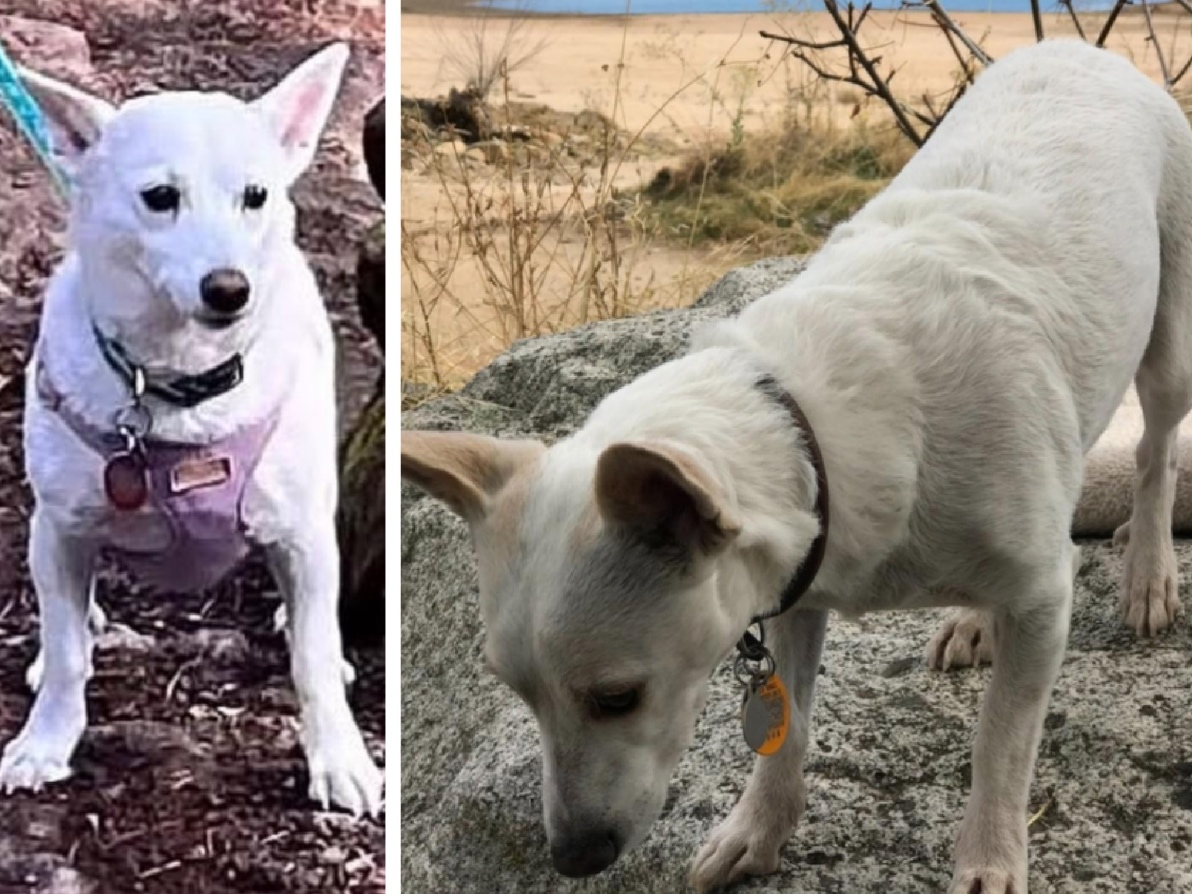 Woman Jumps From Moving Car To Flee Kidnapper | Tiny Dog Survives Month In Wilderness | Sinking Ship: CA News — Danville Patch, Danville Community news