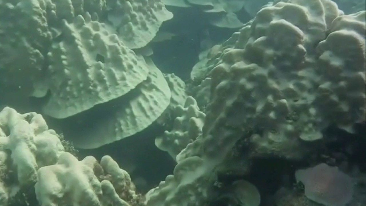 Stanford scientists discover method to help coral recover from bleaching — KTVU FOX 2 Bay Area, Danville Health news