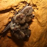 Wisconsin Has 20,000 Bats โ Urban Milwaukee